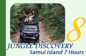 Jungle Discovery: Samui Island
